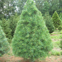 white pine trees have soft green needles and are good for people with allergies