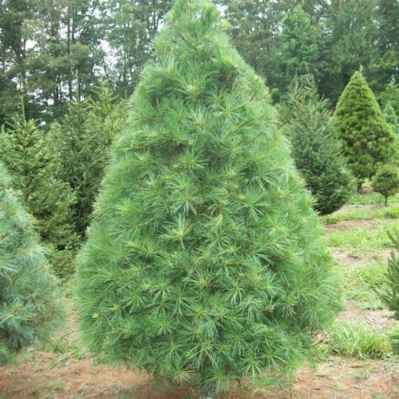 white pine trees have soft green needles and are good for people with allergies