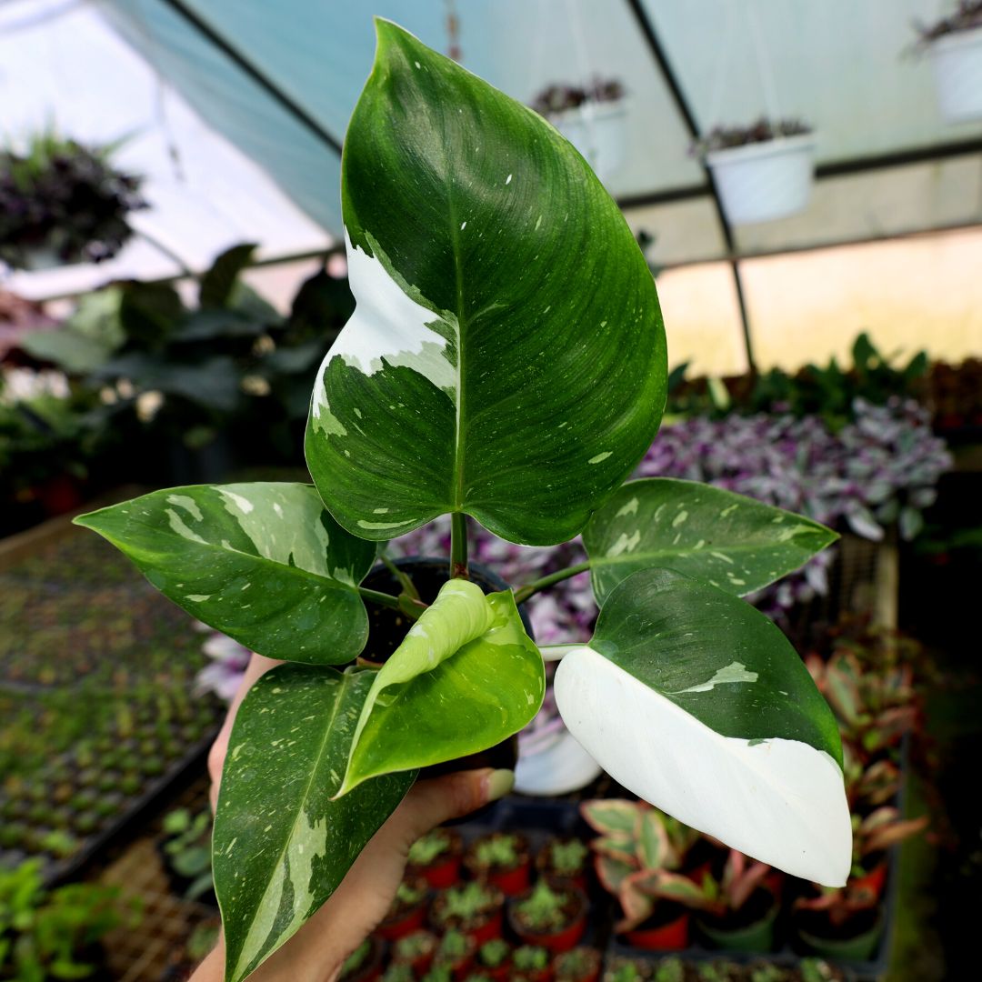philodendron white and green White Princess Philodendron