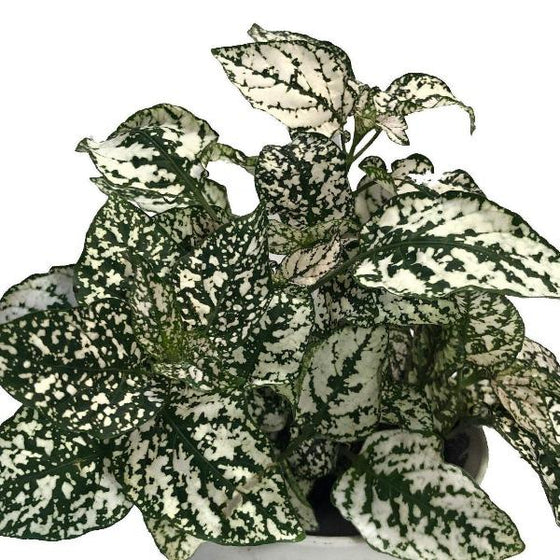 white polka dot plants have green and white patterned foliage