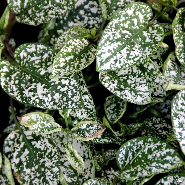 white and green plants indoor White Splash Polka Dot Plants
