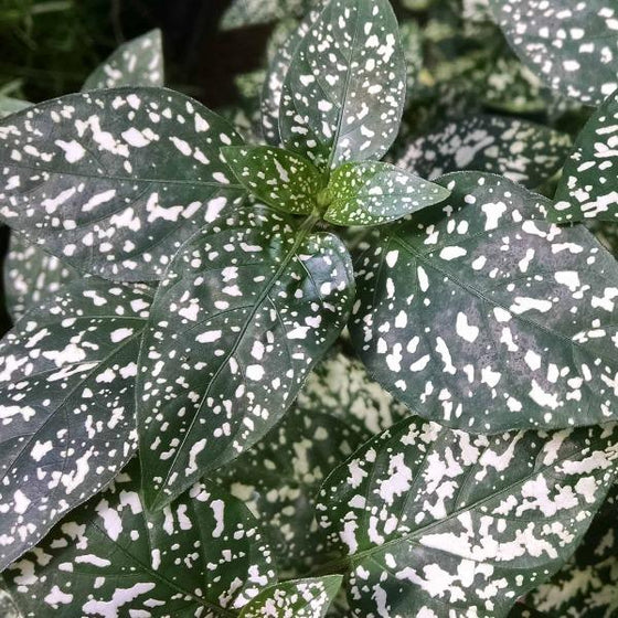 White polka dot plants have white spots on dark green leaves