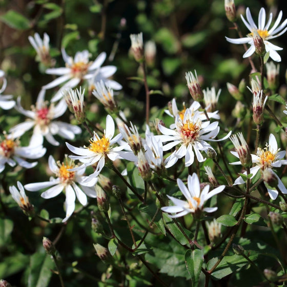 cluster of white woodland aster plants