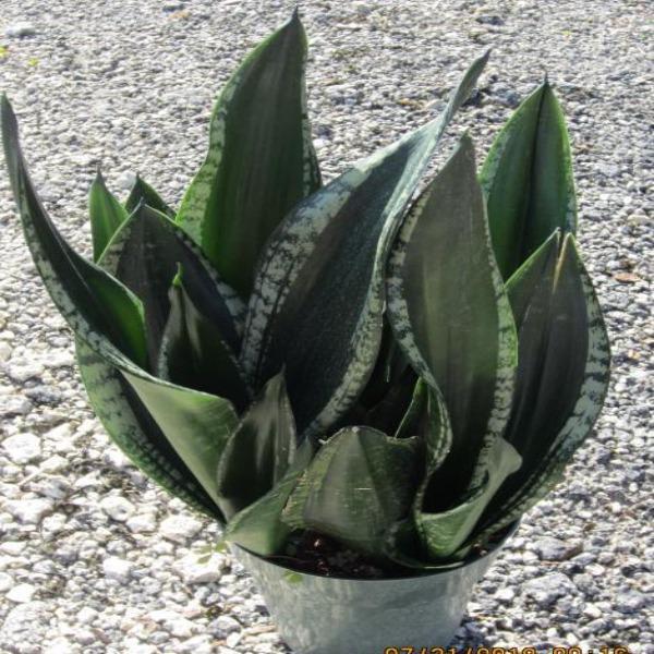 whitney snake plant Whitney Snake Plants for Sale