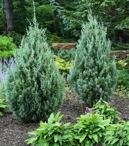 Wichita Blue Juniper