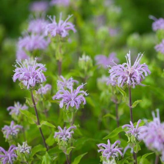 cluster of wild bergamot