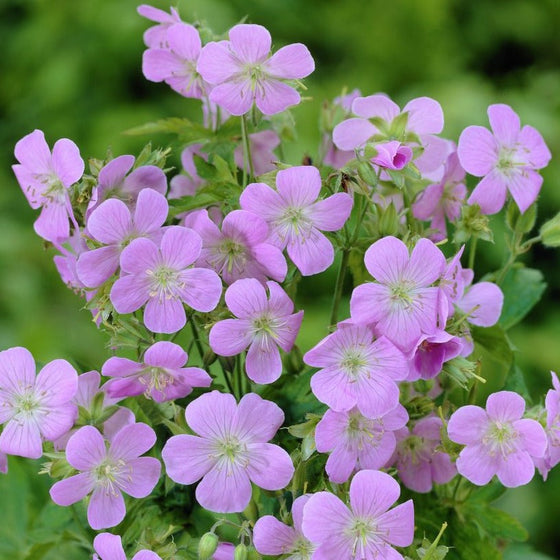 Geranium maculatum woodland geranium