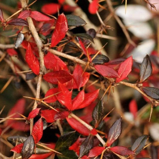 red foliage on William Penn Barberry