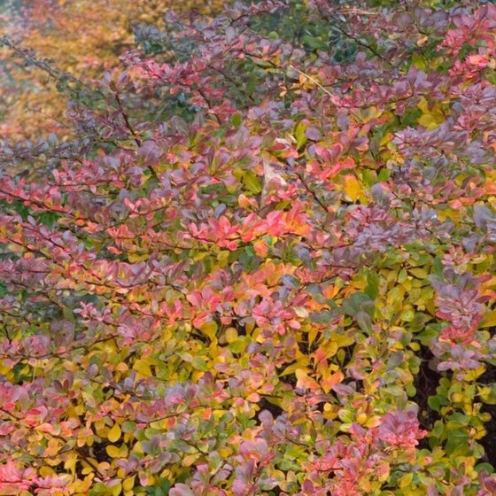 colorful leaves of the William Penn Barberry