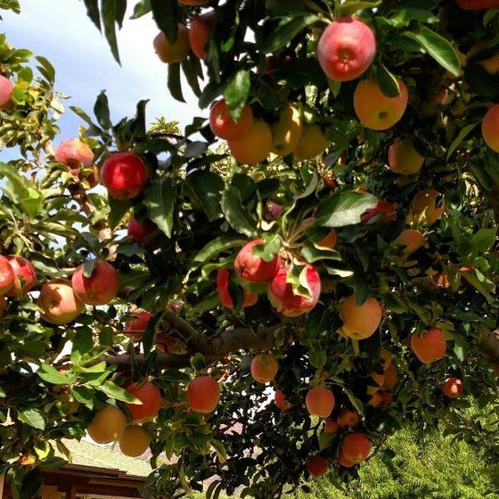 winesnap apple tree full of fruit with green elaves
