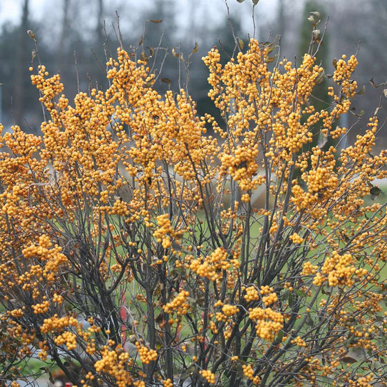 winter gold winterberry in the winter garden