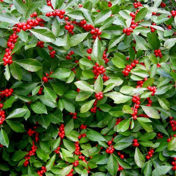 Eastern teaberry Berry Cascade with beautiful cascading teaberries