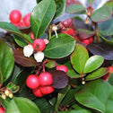 American Winterberry Plant showing bell shaped flowers and edible teaberries