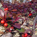 Gaultheria p. Teaberry leaves turn a deep burgundy in winter
