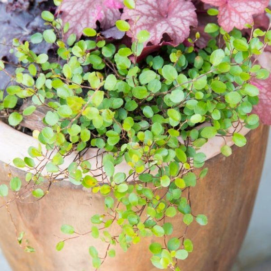 wire vines make great spillers in mixed container gardens