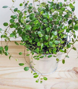 Wire Vine
