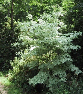 Wolf Eyes Dogwood