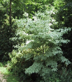 Wolf Eyes Dogwood
