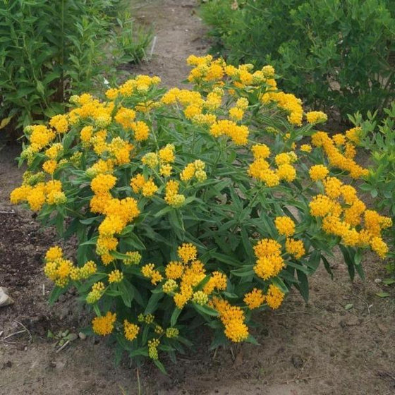 Asclepias Hello Yellow in the Landscape