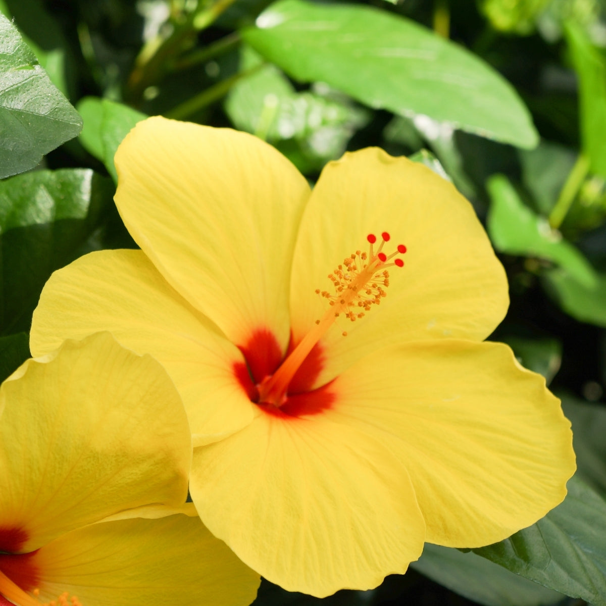Buy Yellow Hibiscus Online | Garden Goods Direct