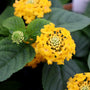 lemon zest lantana flower close up with green foliage summer annual