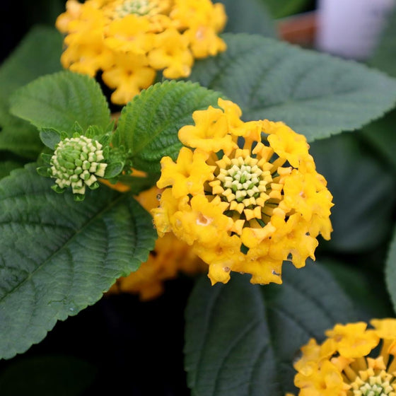 lemon zest lantana flower close up with green foliage summer annual
