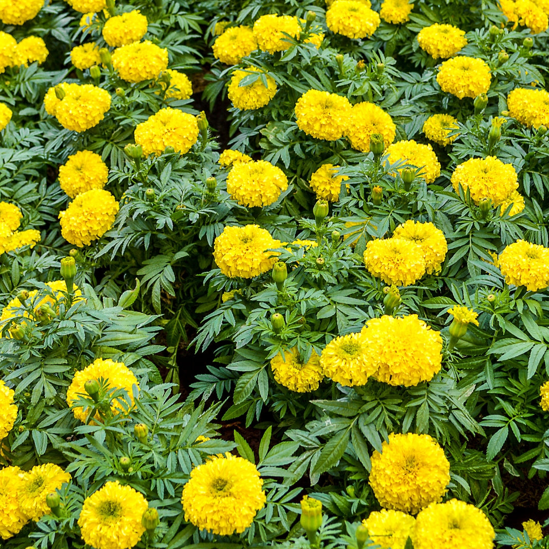best fertilizer for marigold plant Buy Yellow Marigold Online
