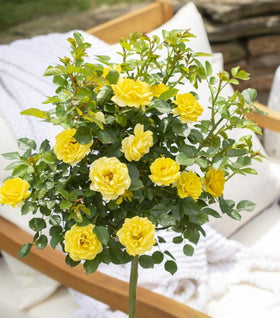 Yellow Sunblaze® Miniature Rose – Tree Form