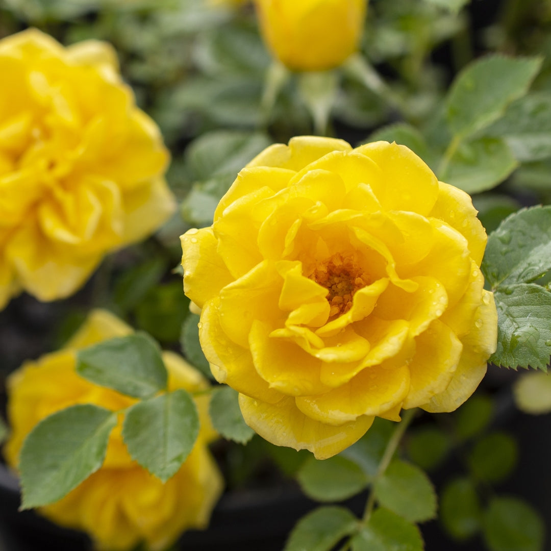 indoor rose plant yellow leaves Yellow Sunblaze® Miniature Rose – Tree Form