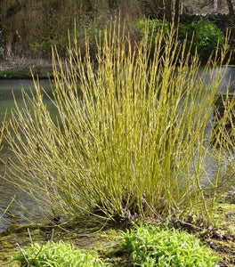 Yellow Twig Dogwood