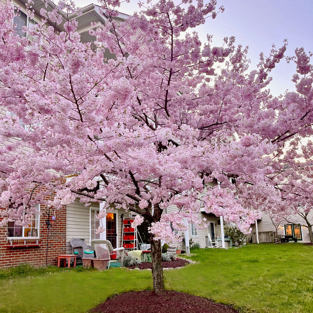 Yoshino Cherry Trees for Sale | Garden Goods Direct