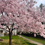 close look at the white and pink blooms of the yohsino japanese cherry blossom