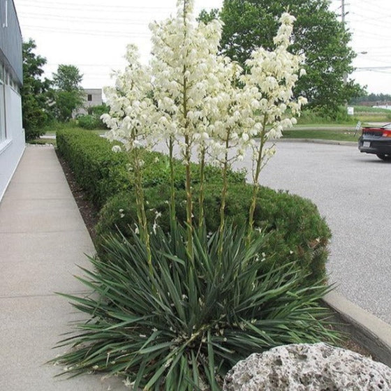 Flowering Yucca filamentosa 'Excalibur' shrub