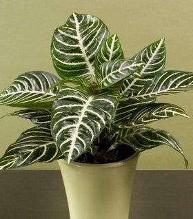 Zebra Plant