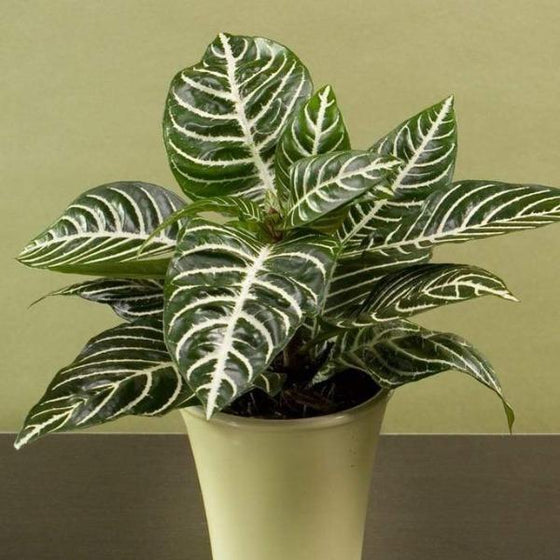 Zebra Plants have beautiful white veins over dark green leaves
