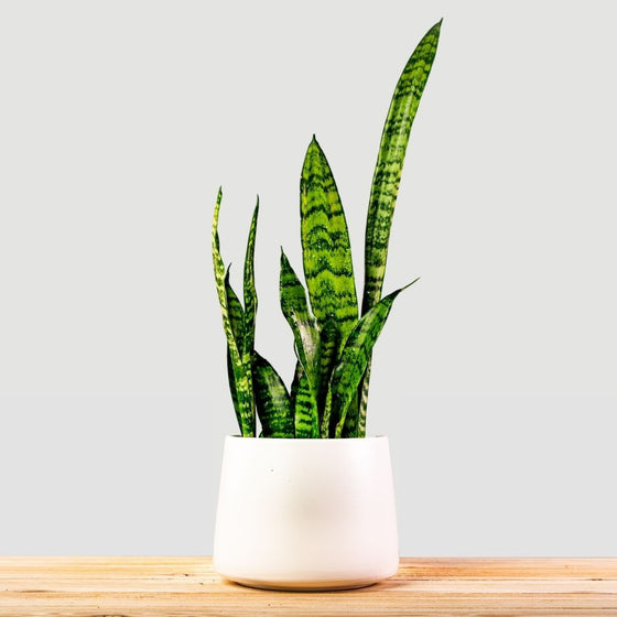 Snake Plant Zeylanica has beautiful stiff upright leaves