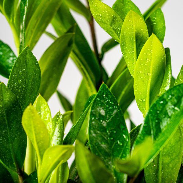 water zz plant Buy ZZ Plant Online