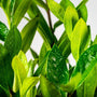 detailed view of ZZ plant