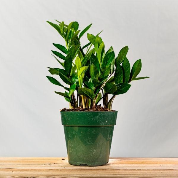 where to buy zz plant near me Buy ZZ Plant Online