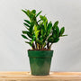 easy to grow ZZ plants for sale online