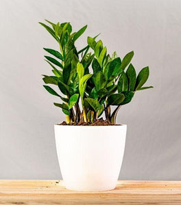 ZZ Plant