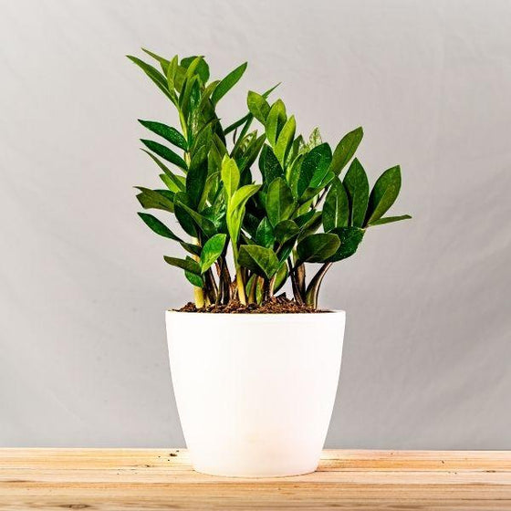 ZZ plant in white pot