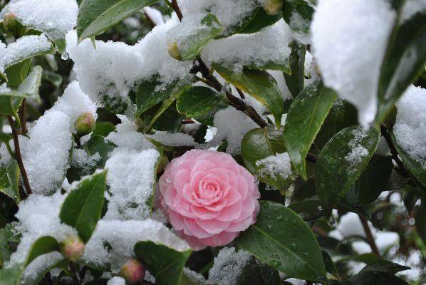 pink perfection fall blooming camellia