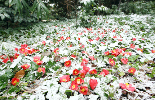 yuletide camellias covered in snow