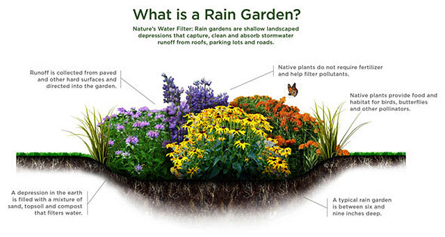 Rain gardens offer benefits that go beyond beauty