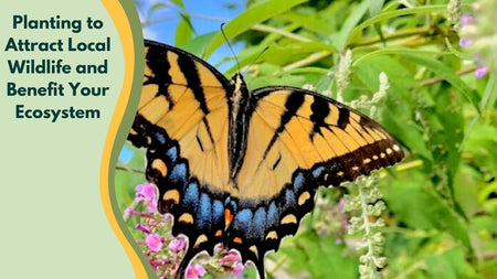 Planting To Attract Local Wildlife and Benefit Your Ecosystem