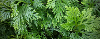 How to Plant Arborvitae Trees