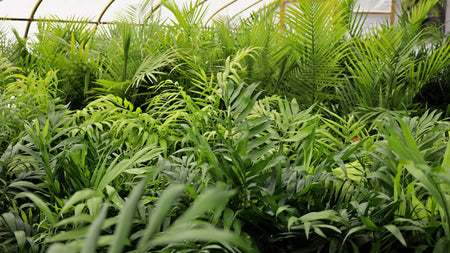 7 Indoor Palms To Elevate Your Space