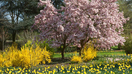 Cold-Hardy Color For Your Garden