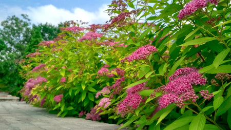 8 Shrubs to Plant Now for Spring Blooms